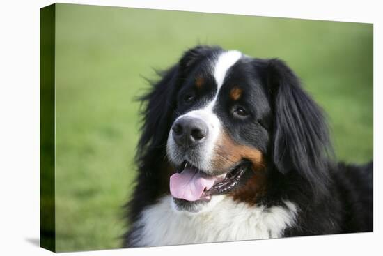 Bernese Mountain Dog 38-Bob Langrish-Stretched Canvas