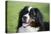 Bernese Mountain Dog 38-Bob Langrish-Stretched Canvas