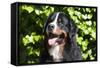 Bernese Mountain Dog at the Park-Zandria Muench Beraldo-Framed Stretched Canvas