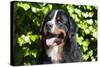 Bernese Mountain Dog at the Park-Zandria Muench Beraldo-Stretched Canvas