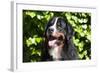 Bernese Mountain Dog at the Park-Zandria Muench Beraldo-Framed Photographic Print