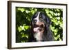 Bernese Mountain Dog at the Park-Zandria Muench Beraldo-Framed Photographic Print