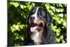 Bernese Mountain Dog at the Park-Zandria Muench Beraldo-Mounted Photographic Print