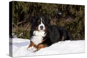 Bernese Mountain Dog Lying in Snow by Spruce Tree, Elburn, Illinois, USA-Lynn M^ Stone-Stretched Canvas