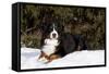 Bernese Mountain Dog Lying in Snow by Spruce Tree, Elburn, Illinois, USA-Lynn M^ Stone-Framed Stretched Canvas