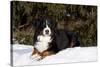 Bernese Mountain Dog Lying in Snow by Spruce Tree, Elburn, Illinois, USA-Lynn M^ Stone-Stretched Canvas