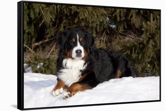 Bernese Mountain Dog Lying in Snow by Spruce Tree, Elburn, Illinois, USA-Lynn M^ Stone-Framed Stretched Canvas