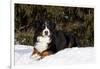 Bernese Mountain Dog Lying in Snow by Spruce Tree, Elburn, Illinois, USA-Lynn M^ Stone-Framed Photographic Print