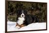 Bernese Mountain Dog Lying in Snow by Spruce Tree, Elburn, Illinois, USA-Lynn M^ Stone-Framed Photographic Print