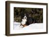 Bernese Mountain Dog Lying in Snow by Spruce Tree, Elburn, Illinois, USA-Lynn M^ Stone-Framed Photographic Print