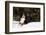 Bernese Mountain Dog Lying in Snow by Spruce Tree, Elburn, Illinois, USA-Lynn M^ Stone-Framed Photographic Print