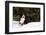 Bernese Mountain Dog Lying in Snow by Spruce Tree, Elburn, Illinois, USA-Lynn M^ Stone-Framed Photographic Print