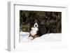 Bernese Mountain Dog Lying in Snow by Spruce Tree, Elburn, Illinois, USA-Lynn M^ Stone-Framed Photographic Print