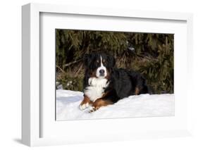 Bernese Mountain Dog Lying in Snow by Spruce Tree, Elburn, Illinois, USA-Lynn M^ Stone-Framed Photographic Print