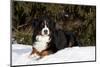 Bernese Mountain Dog Lying in Snow by Spruce Tree, Elburn, Illinois, USA-Lynn M^ Stone-Mounted Photographic Print