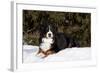 Bernese Mountain Dog Lying in Snow by Spruce Tree, Elburn, Illinois, USA-Lynn M^ Stone-Framed Photographic Print