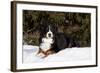 Bernese Mountain Dog Lying in Snow by Spruce Tree, Elburn, Illinois, USA-Lynn M^ Stone-Framed Photographic Print