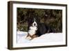 Bernese Mountain Dog Lying in Snow by Spruce Tree, Elburn, Illinois, USA-Lynn M^ Stone-Framed Photographic Print