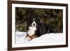 Bernese Mountain Dog Lying in Snow by Spruce Tree, Elburn, Illinois, USA-Lynn M^ Stone-Framed Photographic Print