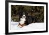 Bernese Mountain Dog Lying in Snow by Spruce Tree, Elburn, Illinois, USA-Lynn M^ Stone-Framed Photographic Print