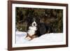 Bernese Mountain Dog Lying in Snow by Spruce Tree, Elburn, Illinois, USA-Lynn M^ Stone-Framed Photographic Print