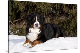 Bernese Mountain Dog Lying in Snow by Spruce Tree, Elburn, Illinois, USA-Lynn M^ Stone-Stretched Canvas