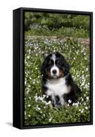 Bernese Mountain Dog Pup in Spring Wildflowers (Anemone), Elburn, Illinois, USA-Lynn M^ Stone-Framed Stretched Canvas