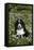 Bernese Mountain Dog Pup in Spring Wildflowers (Anemone), Elburn, Illinois, USA-Lynn M^ Stone-Framed Stretched Canvas