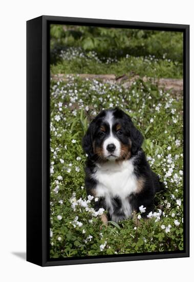 Bernese Mountain Dog Pup in Spring Wildflowers (Anemone), Elburn, Illinois, USA-Lynn M^ Stone-Framed Stretched Canvas