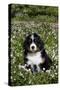 Bernese Mountain Dog Pup in Spring Wildflowers (Anemone), Elburn, Illinois, USA-Lynn M^ Stone-Stretched Canvas