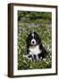 Bernese Mountain Dog Pup in Spring Wildflowers (Anemone), Elburn, Illinois, USA-Lynn M^ Stone-Framed Photographic Print