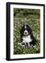 Bernese Mountain Dog Pup in Spring Wildflowers (Anemone), Elburn, Illinois, USA-Lynn M^ Stone-Framed Photographic Print