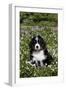 Bernese Mountain Dog Pup in Spring Wildflowers (Anemone), Elburn, Illinois, USA-Lynn M^ Stone-Framed Photographic Print