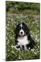 Bernese Mountain Dog Pup in Spring Wildflowers (Anemone), Elburn, Illinois, USA-Lynn M^ Stone-Mounted Photographic Print