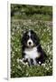 Bernese Mountain Dog Pup in Spring Wildflowers (Anemone), Elburn, Illinois, USA-Lynn M^ Stone-Framed Photographic Print