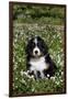 Bernese Mountain Dog Pup in Spring Wildflowers (Anemone), Elburn, Illinois, USA-Lynn M^ Stone-Framed Photographic Print