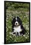 Bernese Mountain Dog Pup in Spring Wildflowers (Anemone), Elburn, Illinois, USA-Lynn M^ Stone-Framed Photographic Print