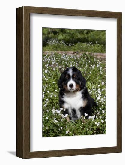 Bernese Mountain Dog Pup in Spring Wildflowers (Anemone), Elburn, Illinois, USA-Lynn M^ Stone-Framed Photographic Print