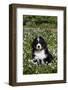 Bernese Mountain Dog Pup in Spring Wildflowers (Anemone), Elburn, Illinois, USA-Lynn M^ Stone-Framed Photographic Print
