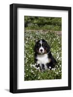 Bernese Mountain Dog Pup in Spring Wildflowers (Anemone), Elburn, Illinois, USA-Lynn M^ Stone-Framed Photographic Print