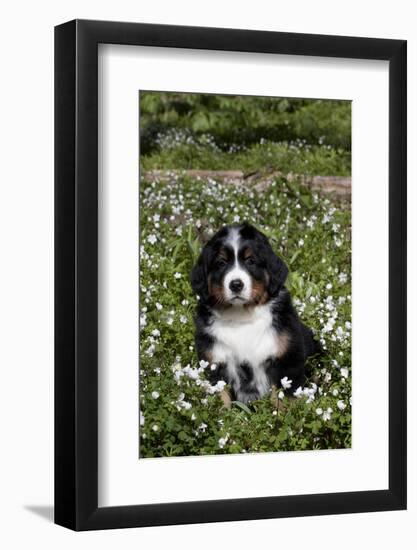 Bernese Mountain Dog Pup in Spring Wildflowers (Anemone), Elburn, Illinois, USA-Lynn M^ Stone-Framed Photographic Print