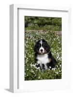 Bernese Mountain Dog Pup in Spring Wildflowers (Anemone), Elburn, Illinois, USA-Lynn M^ Stone-Framed Photographic Print