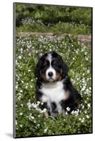 Bernese Mountain Dog Pup in Spring Wildflowers (Anemone), Elburn, Illinois, USA-Lynn M^ Stone-Mounted Photographic Print