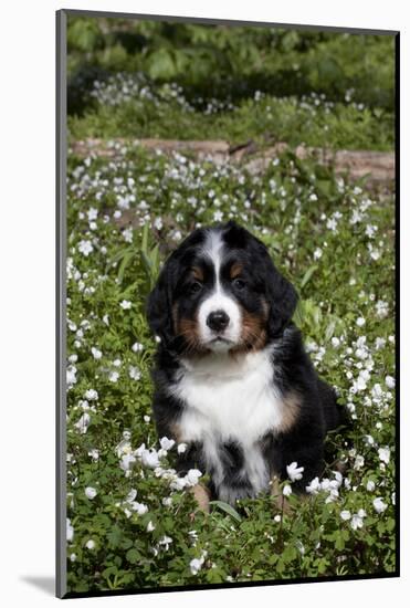 Bernese Mountain Dog Pup in Spring Wildflowers (Anemone), Elburn, Illinois, USA-Lynn M^ Stone-Mounted Photographic Print