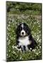 Bernese Mountain Dog Pup in Spring Wildflowers (Anemone), Elburn, Illinois, USA-Lynn M^ Stone-Mounted Photographic Print