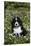 Bernese Mountain Dog Pup in Spring Wildflowers (Anemone), Elburn, Illinois, USA-Lynn M^ Stone-Stretched Canvas