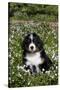 Bernese Mountain Dog Pup in Spring Wildflowers (Anemone), Elburn, Illinois, USA-Lynn M^ Stone-Stretched Canvas