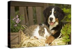 Bernese Mountain Dog Puppy Lying on Garden Bench-null-Stretched Canvas