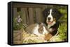 Bernese Mountain Dog Puppy Lying on Garden Bench-null-Framed Stretched Canvas