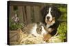 Bernese Mountain Dog Puppy Lying on Garden Bench-null-Stretched Canvas